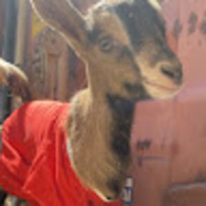 Meet your Posher, Bobbie